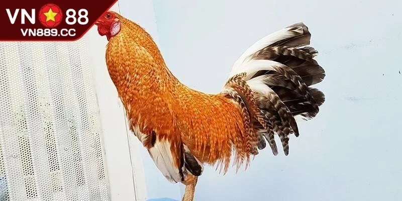 Tổng quan gà cú là gì?