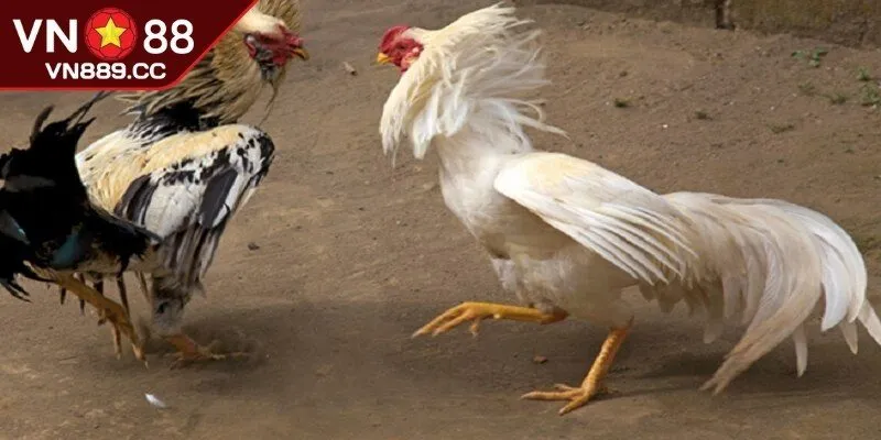Môi trường giải trí độc đáo cho các bet thủ