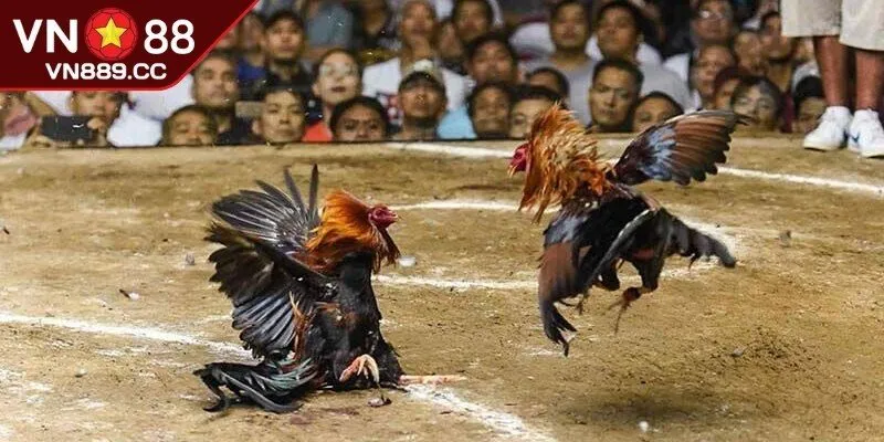 Thông tin gà cú có mệnh Mộc